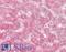 Apolipoprotein F antibody, LS-B6477, Lifespan Biosciences, Immunohistochemistry paraffin image 
