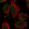 Dynein Light Chain Tctex-Type 1 antibody, NBP2-58497, Novus Biologicals, Immunofluorescence image 