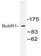 BUB1 Mitotic Checkpoint Serine/Threonine Kinase B antibody, AP20400PU-N, Origene, Western Blot image 