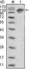 Erb-B2 Receptor Tyrosine Kinase 3 antibody, GTX83364, GeneTex, Western Blot image 