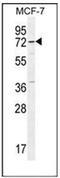 Otopetrin 3 antibody, AP53129PU-N, Origene, Western Blot image 