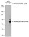 Paxillin antibody, MA5-27776, Invitrogen Antibodies, Western Blot image 