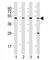 C-Terminal Binding Protein 1 antibody, F41046-0.4ML, NSJ Bioreagents, Western Blot image 