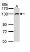 RNA Binding Motif Protein 15 antibody, PA5-22067, Invitrogen Antibodies, Western Blot image 