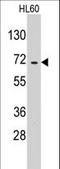 GluRS antibody, LS-C100200, Lifespan Biosciences, Western Blot image 