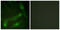 SMAD2 antibody, abx012486, Abbexa, Immunocytochemistry image 