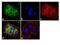 KRAS Proto-Oncogene, GTPase antibody, 415700, Invitrogen Antibodies, Immunofluorescence image 