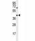 Alpha-Methylacyl-CoA Racemase antibody, F40477-0.4ML, NSJ Bioreagents, Flow Cytometry image 