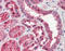Glutamic-Oxaloacetic Transaminase 1 antibody, TA318035, Origene, Immunohistochemistry frozen image 