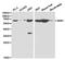Macrophage Scavenger Receptor 1 antibody, LS-C192840, Lifespan Biosciences, Western Blot image 