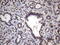 Myogenic factor 5 antibody, LS-C339059, Lifespan Biosciences, Immunohistochemistry paraffin image 