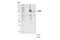 Signal Transducer And Activator Of Transcription 5A antibody, 25656T, Cell Signaling Technology, Western Blot image 