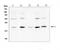 Bcl-2-like protein 2 antibody, PA1426-1, Boster Biological Technology, Western Blot image 