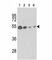 Tubulin Beta 1 Class VI antibody, F40185-0.4ML, NSJ Bioreagents, Western Blot image 