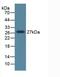 Dickkopf WNT Signaling Pathway Inhibitor 1 antibody, LS-C663621, Lifespan Biosciences, Western Blot image 