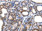 14-3-3 protein epsilon antibody, CSB-PA072462, Cusabio, Immunohistochemistry frozen image 