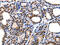 14-3-3 protein epsilon antibody, CSB-PA072462, Cusabio, Immunohistochemistry frozen image 