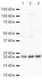 GPx-4 antibody, PA5-19710, Invitrogen Antibodies, Western Blot image 