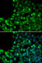 O-6-Methylguanine-DNA Methyltransferase antibody, 13-251, ProSci, Immunofluorescence image 
