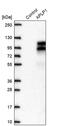 Amyloid Beta Precursor Like Protein 1 antibody, PA5-56020, Invitrogen Antibodies, Western Blot image 