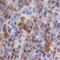 AIF1 antibody, MAB7308, R&D Systems, Immunohistochemistry frozen image 