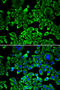 Eukaryotic Translation Initiation Factor 4B antibody, 19-645, ProSci, Immunofluorescence image 