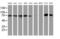 MEP antibody, MA5-25842, Invitrogen Antibodies, Western Blot image 