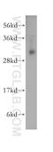 RING1 And YY1 Binding Protein antibody, 11365-1-AP, Proteintech Group, Western Blot image 