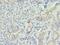 Inositol Polyphosphate-1-Phosphatase antibody, LS-C375961, Lifespan Biosciences, Immunohistochemistry paraffin image 