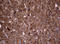 Visinin Like 1 antibody, LS-C336409, Lifespan Biosciences, Immunohistochemistry paraffin image 