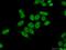 Peptidylprolyl Isomerase Like 4 antibody, 12538-1-AP, Proteintech Group, Immunofluorescence image 