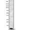 Defensin Beta 1 antibody, abx149769, Abbexa, Western Blot image 