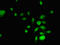 REST corepressor 3 antibody, LS-C397028, Lifespan Biosciences, Immunofluorescence image 