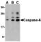 Caspase 6 antibody, MBS150753, MyBioSource, Western Blot image 