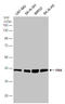 PDZ Binding Kinase antibody, GTX131112, GeneTex, Western Blot image 