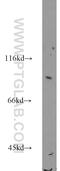 Armadillo Repeat Containing 3 antibody, 12856-1-AP, Proteintech Group, Western Blot image 