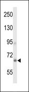 Adhesion G Protein-Coupled Receptor D1 antibody, LS-C166621, Lifespan Biosciences, Western Blot image 