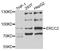 ERCC Excision Repair 2, TFIIH Core Complex Helicase Subunit antibody, A00694, Boster Biological Technology, Western Blot image 