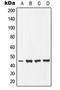 Ephrin B1 antibody, LS-C352145, Lifespan Biosciences, Western Blot image 