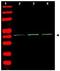 Beta-Actin antibody, GTX21801, GeneTex, Western Blot image 