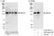 Golgin A2 antibody, A303-401A, Bethyl Labs, Western Blot image 
