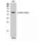 Programmed Cell Death 4 antibody, LS-C381360, Lifespan Biosciences, Western Blot image 