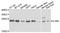 Interleukin-36 alpha antibody, orb374004, Biorbyt, Western Blot image 