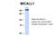 MICAL Like 1 antibody, 30-746, ProSci, Western Blot image 