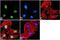 Histone Cluster 4 H4 antibody, 720083, Invitrogen Antibodies, Immunofluorescence image 