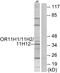 Olfactory Receptor Family 11 Subfamily H Member 1 antibody, A18756, Boster Biological Technology, Western Blot image 