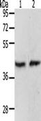 Paired Box 8 antibody, CSB-PA919764, Cusabio, Western Blot image 