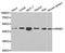 Nuclear Receptor Subfamily 0 Group B Member 1 antibody, A1740, ABclonal Technology, Western Blot image 