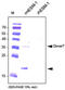 Endothelial cell-specific molecule 1 antibody, AP60003PU-N, Origene, Western Blot image 