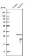 Potassium Voltage-Gated Channel Interacting Protein 1 antibody, NBP1-81560, Novus Biologicals, Western Blot image 